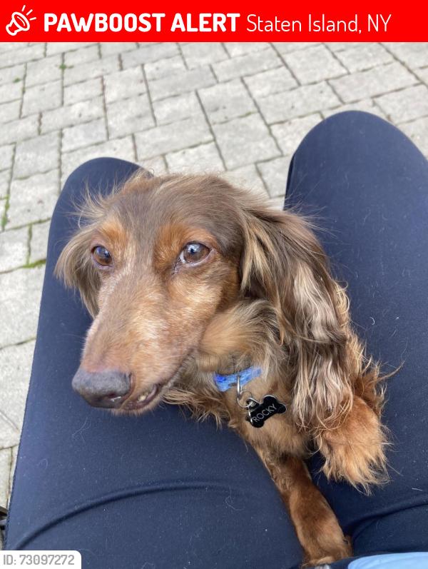 Lost Male Dog last seen Forest street & Richmond avs, Staten Island, NY 10314