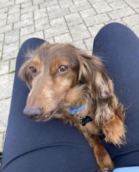 Lost Male Dog last seen Forest street & Richmond avs, Staten Island, NY 10314