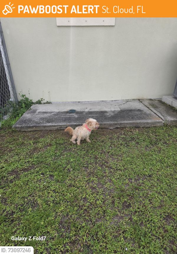 Found/Stray Female Dog last seen Robin and Tucker, St. Cloud, FL 34772