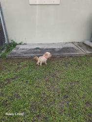 Found/Stray Female Dog last seen Robin and Tucker, St. Cloud, FL 34772