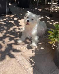 Reunited Female Dog last seen Near Plymouth St, Oakland, CA 94603, USA, Oakland, CA 94603