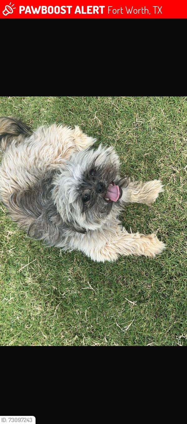 Lost Female Dog last seen Boca Raton Blvd, Fort Worth, TX 76112