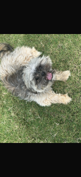 Lost Female Dog last seen Boca Raton Blvd, Fort Worth, TX 76112