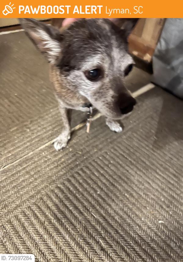 Found/Stray Male Dog last seen Ben Hurt Rd. Hammett Store Rd, Lyman, SC 29365