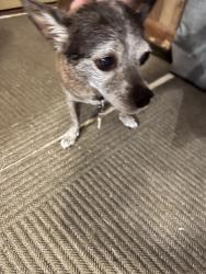 Found/Stray Male Dog last seen Ben Hurt Rd. Hammett Store Rd, Lyman, SC 29365
