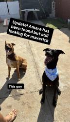 Reunited Male Dog last seen Sampson st, San Diego, CA 92113