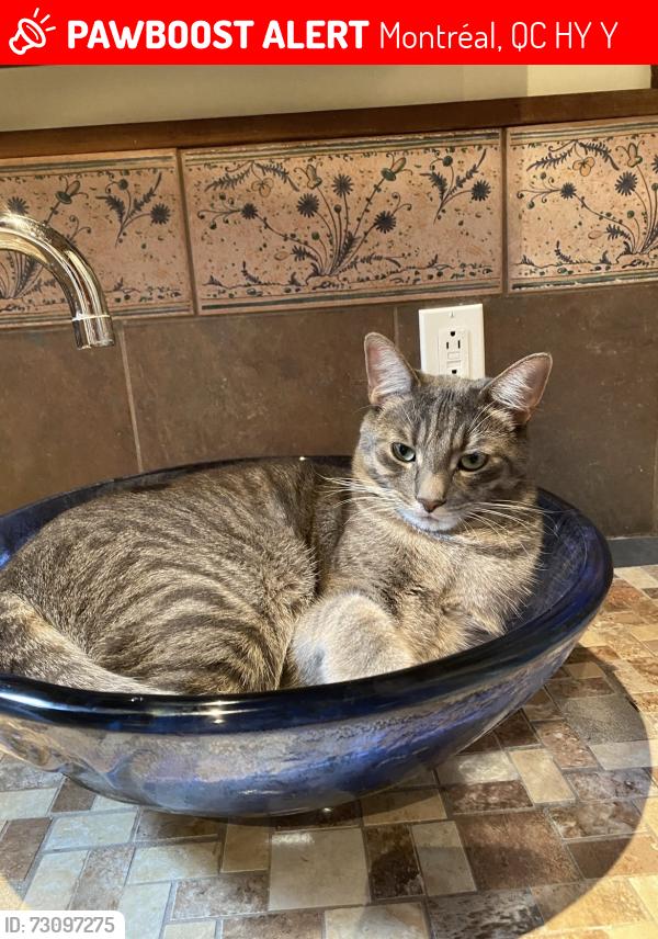 Lost Male Cat last seen Rosemont, Montréal, QC H1Y 2Y8