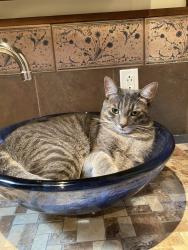 Lost Male Cat last seen Rosemont, Montréal, QC H1Y 2Y8