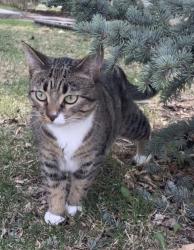 Reunited Female Cat last seen Near 117 ave, Edmonton, AB T5M 0G8