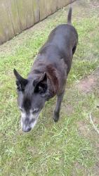Found/Stray Male Dog last seen On the side of my hse, Houston, TX 77047