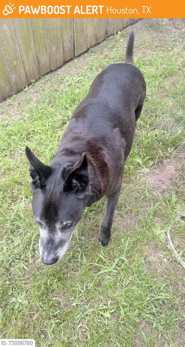 Found/Stray Male Dog last seen On the side of my hse, Houston, TX 77047