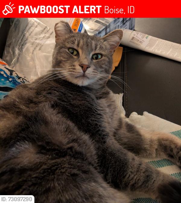 Lost Female Cat last seen Northview/ Milwaukee, Boise, ID 83704