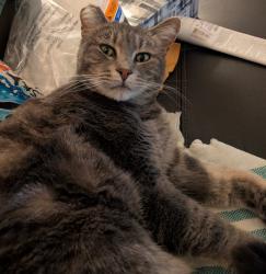 Lost Female Cat last seen Northview/ Milwaukee, Boise, ID 83704