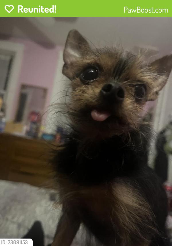 Reunited Female Dog last seen Near Fenwood Ave, Hamilton twp, NJ 08619, USA, Hamilton Township, NJ 08619