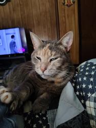 Lost Female Cat last seen Metro and meadow, Lebanon, PA 17042