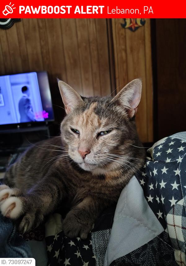 Lost Female Cat last seen Metro and meadow, Lebanon, PA 17042