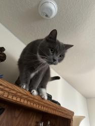 Lost Male Cat last seen Se 122nd and Se holgate, Portland, OR 97236