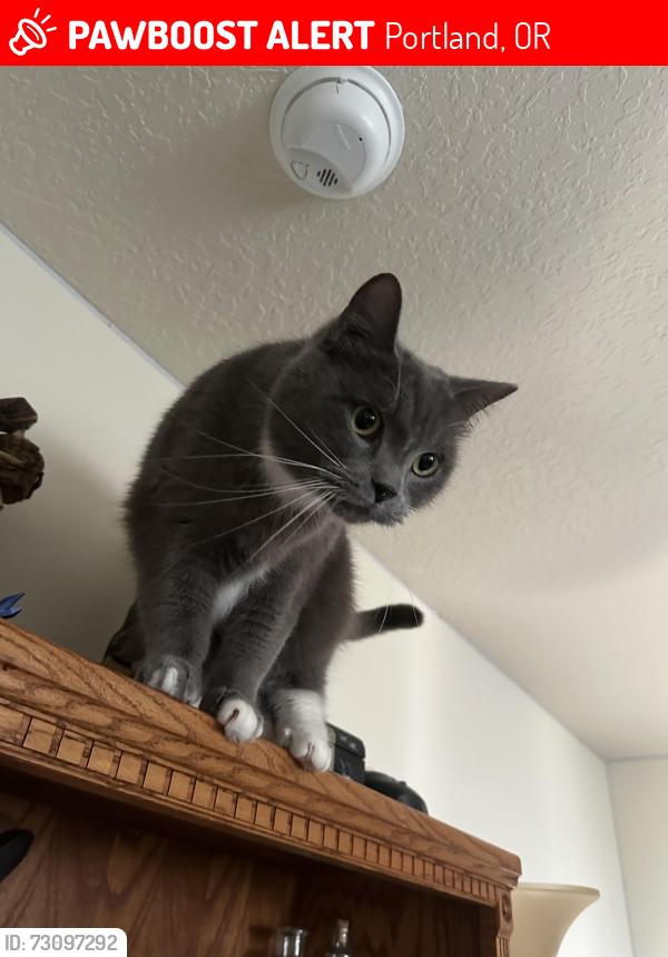 Lost Male Cat last seen Se 122nd and Se holgate, Portland, OR 97236