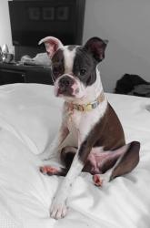 Lost Female Dog last seen Bernal and singleton, Dallas, TX 75212