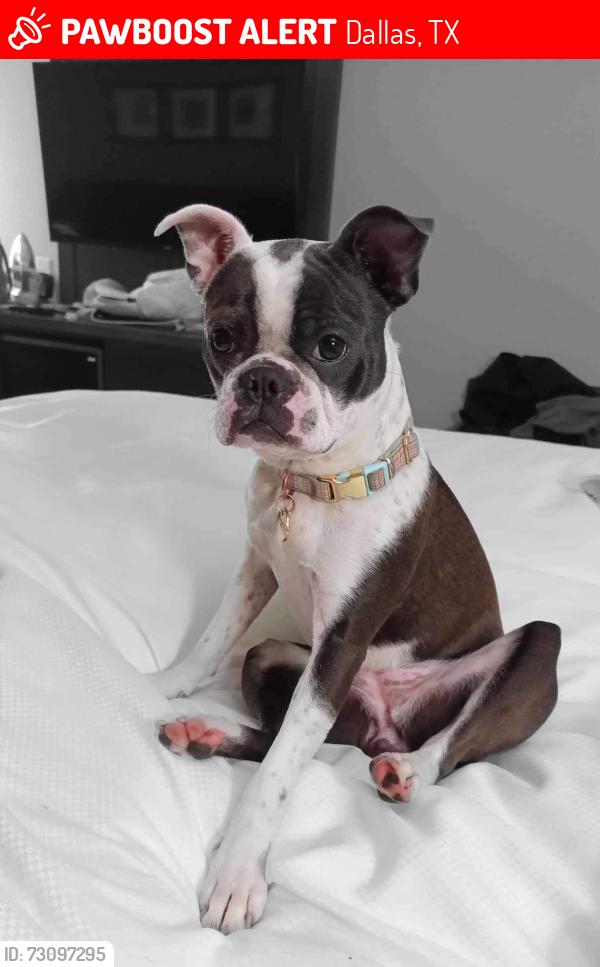 Lost Female Dog last seen Bernal and singleton, Dallas, TX 75212