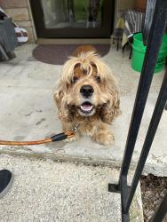Found/Stray Male Dog last seen Indian Creek Rd S between Franklin Rd and High School and the railroad tracks to the east., Indianapolis, IN 46259