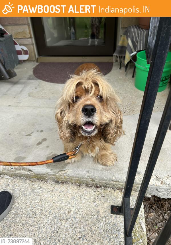 Found/Stray Male Dog last seen Indian Creek Rd S between Franklin Rd and High School and the railroad tracks to the east., Indianapolis, IN 46259