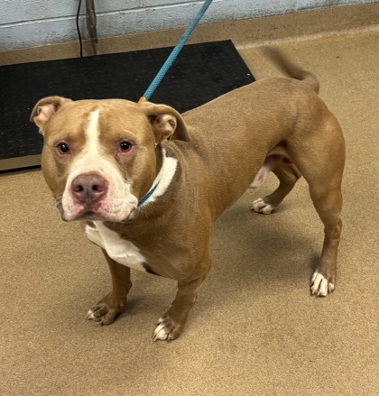 Shelter Stray Male Dog last seen Near Meadowview drive SE atlanta ga 30316, 30316, GA, 3280 Chamblee Dunwoody Rd, Chamblee, GA 30341, USA