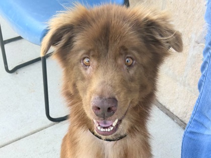 Shelter Stray Male Dog last seen Near GROVEDALE TRL, Williamson County, TX, 1855 SE Inner Loop, Georgetown, TX 78626, USA