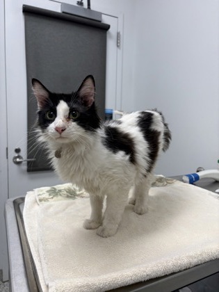 Shelter Stray Male Cat last seen W 44th St & Fairmount Ave, 64111, MO, 7077 Elmwood Ave, Kansas City, MO 64132, USA