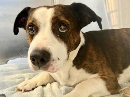 Shelter Stray Male Dog last seen Near w university ave, City of Georgetown, TX, 1855 SE Inner Loop, Georgetown, TX 78626, USA