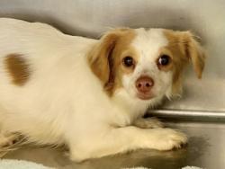 Shelter Stray Unknown Dog last seen Near NE Inner Loop, Williamson County, TX, 1855 SE Inner Loop, Georgetown, TX 78626, USA