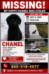 Reunited Female Dog last seen King st Bristol , Bristol, CT 06010
