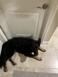 Found/Stray Male Dog last seen N. Leonard Ave. and E. McKinley Avenue, Southeast Growth Area, CA 93737
