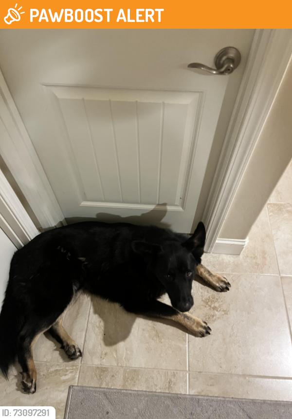 Found/Stray Male Dog last seen N. Leonard Ave. and E. McKinley Avenue, Southeast Growth Area, CA 93737