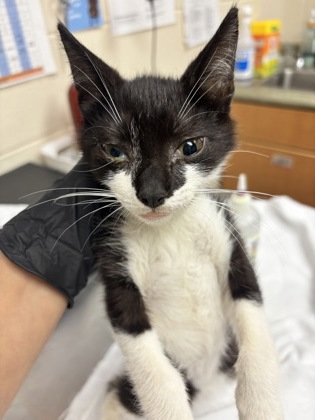 Shelter Stray Male Cat last seen Near Brantford Street, North Charleston, SC, 2455 Remount Rd, North Charleston, SC 29406, USA