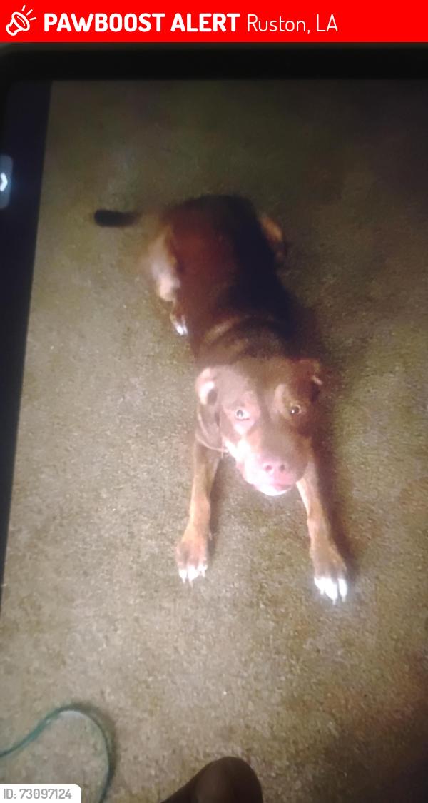 Lost Female Dog last seen South Jones St, hosp area, Ruston, LA 71270