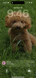 Reunited Male Dog last seen Near Rockshire dr, Fort Worth, TX 76123