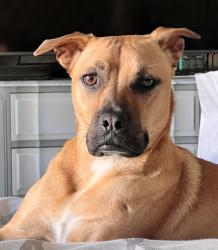 Reunited Male Dog last seen Pauba Park, Temecula, CA 92592