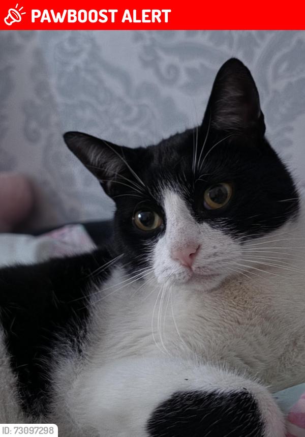 Lost Male Cat last seen Bellingham green , Greater London, England 