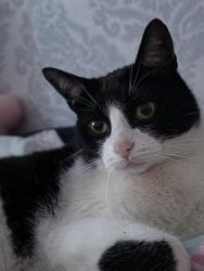Lost Male Cat last seen Bellingham green , Greater London, England 