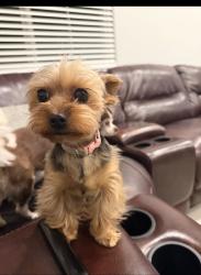 Reunited Female Dog last seen Near Rex Fortune Elementary School, Market St & Longmire, Roseville, CA 95747