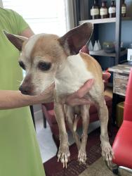 Reunited Male Dog last seen Cactus Hills, San Antonio, TX 78254
