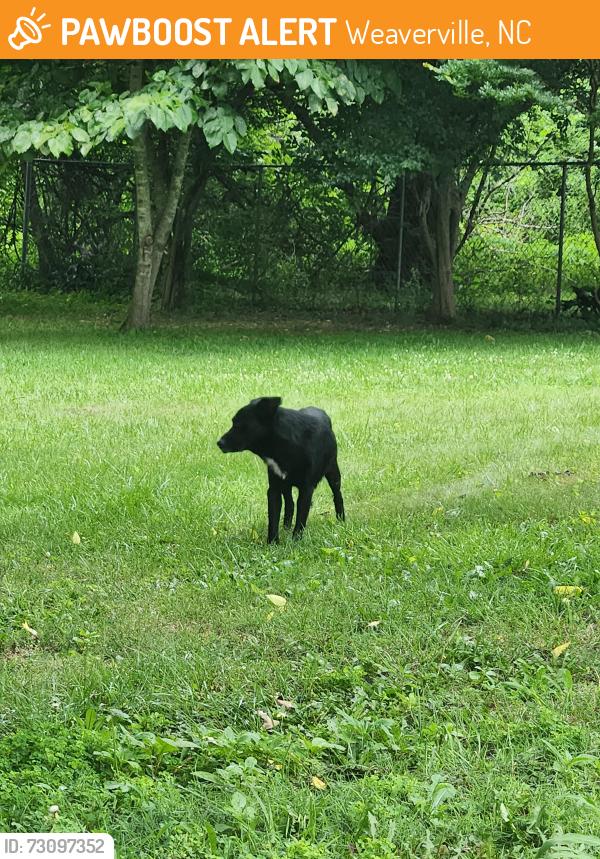 Found/Stray Unknown Dog last seen Clinton Street, Weaverville, NC 28787