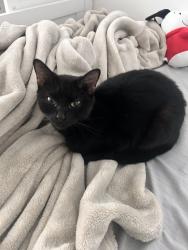 Lost Female Cat last seen Hazelwood Pike, Lebanon, TN 37087