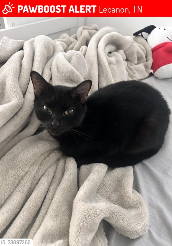 Lost Female Cat last seen Hazelwood Pike, Lebanon, TN 37087