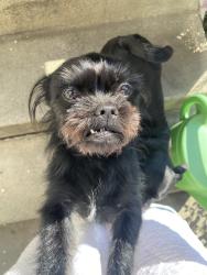 Lost Female Dog last seen Intersection of Towne and Holt, San Antonio and Holt, Pomona, CA 91767