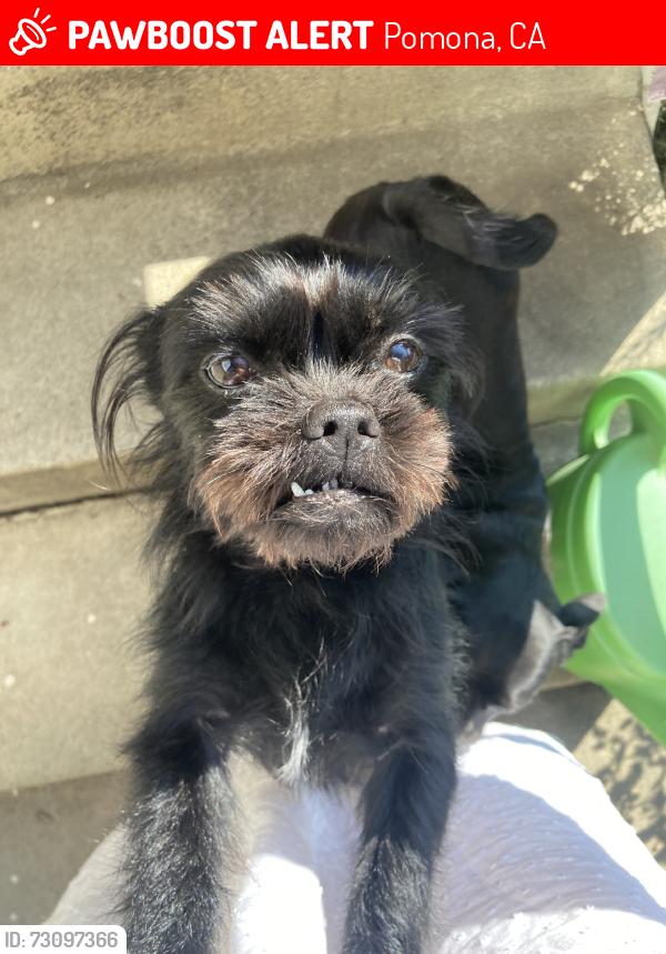 Lost Female Dog last seen Intersection of Towne and Holt, San Antonio and Holt, Pomona, CA 91767