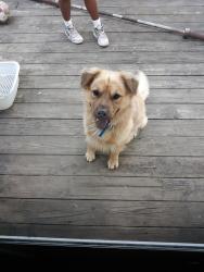 Reunited Male Dog last seen Hopkins Rd, Chesterfield County, VA 23237