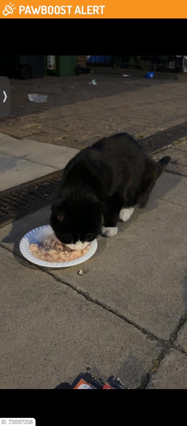 Found/Stray Unknown Cat last seen Casna group , Greater London, England NW5 3AB