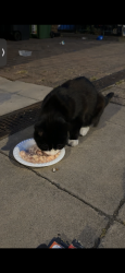 Found/Stray Unknown Cat last seen Casna group , Greater London, England NW5 3AB